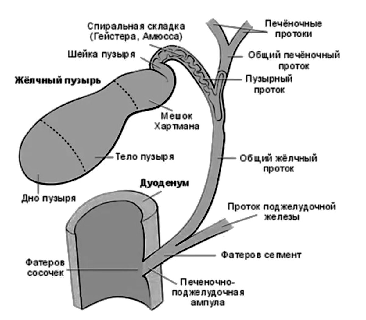 Желчные протоки схема рисунок