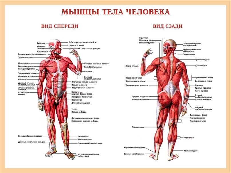 Крупнейшие мышцы тела. Мышцы человека. Мышечный каркас человека. Мышцы человека схема. Мышцы вид спереди.