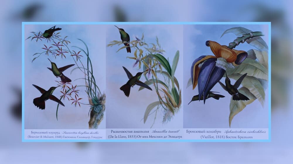 страница альбома Колибри Джона Гульда: 29,35,37