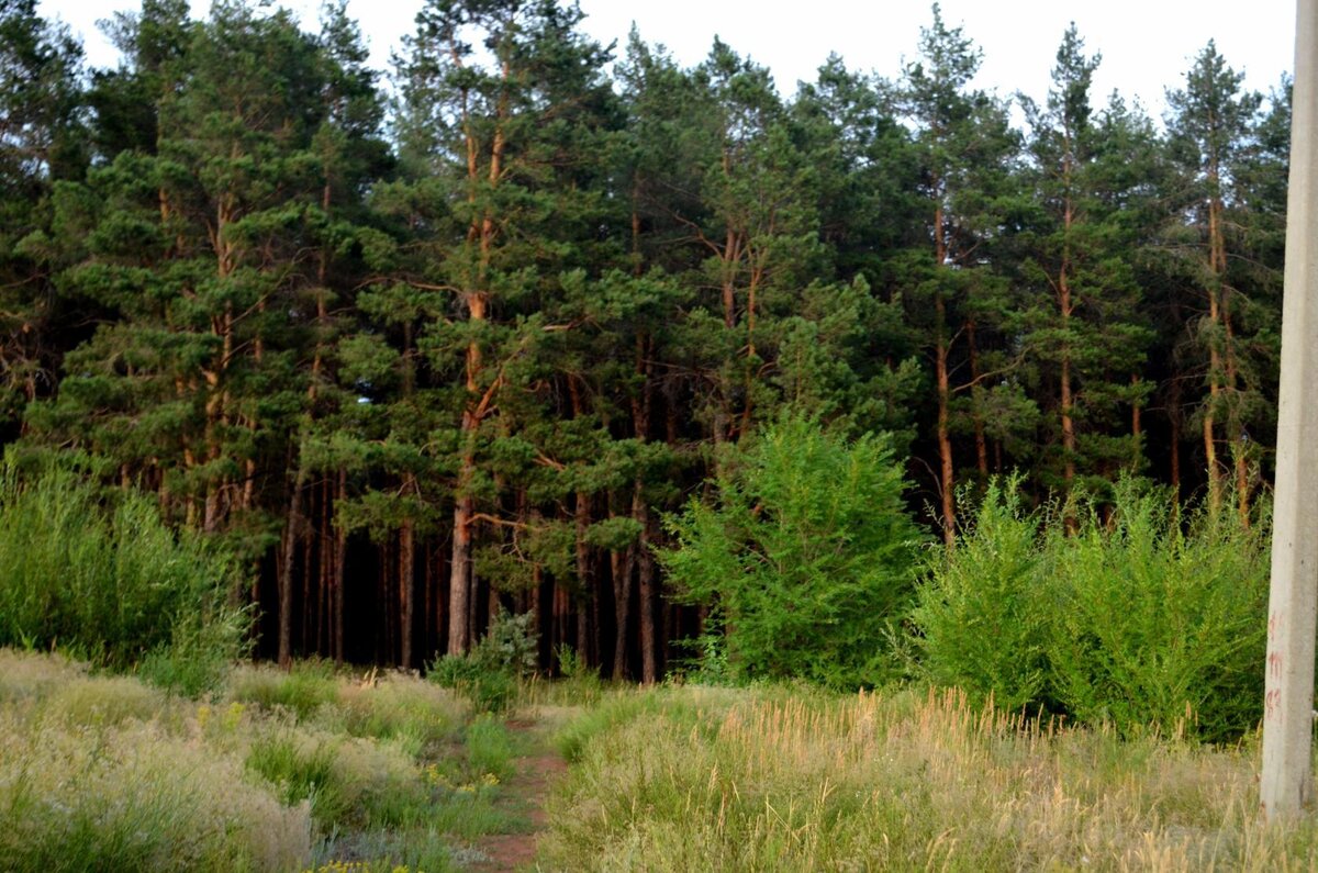 Наши сосновый бор