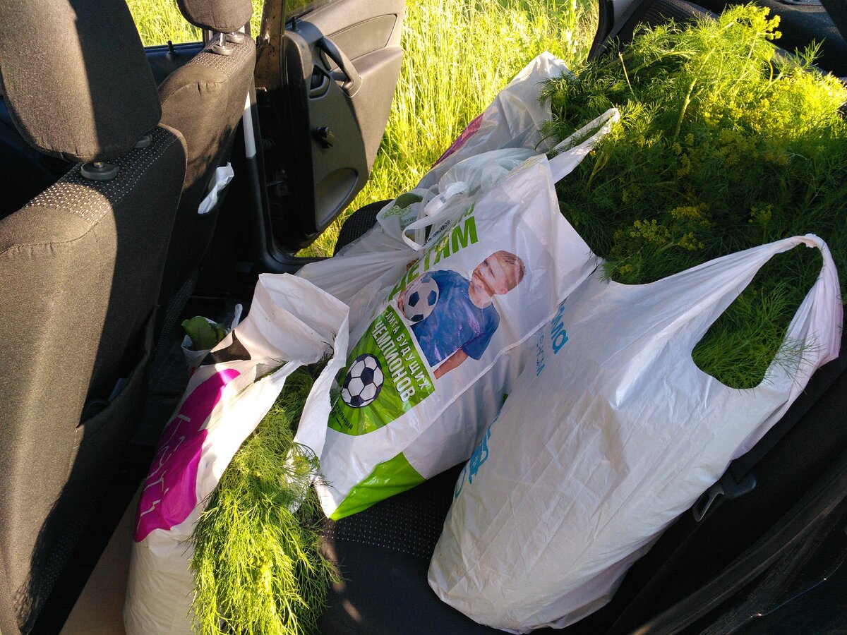 Укроп занимал всё заднее сиденье нашей машины