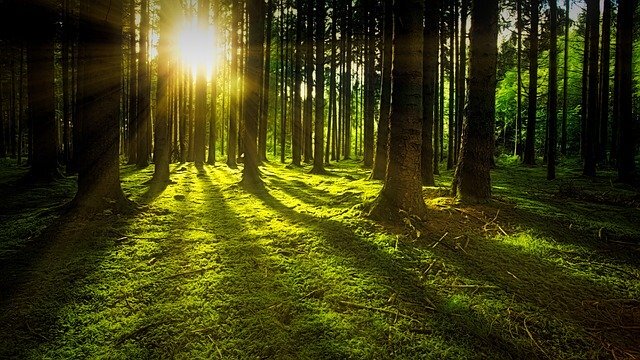 При создании композиций: от Pixabay 