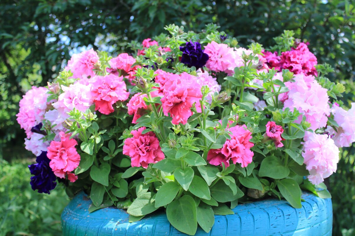 Смесь махровых петуний в "колесе на столбике"