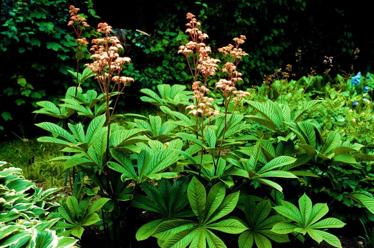 Роджерсия конскокаштанолистная. Источник фото: Яндекс картинки.
 