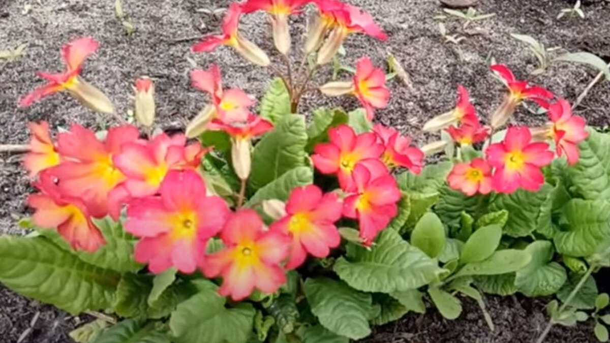 Примула в саду