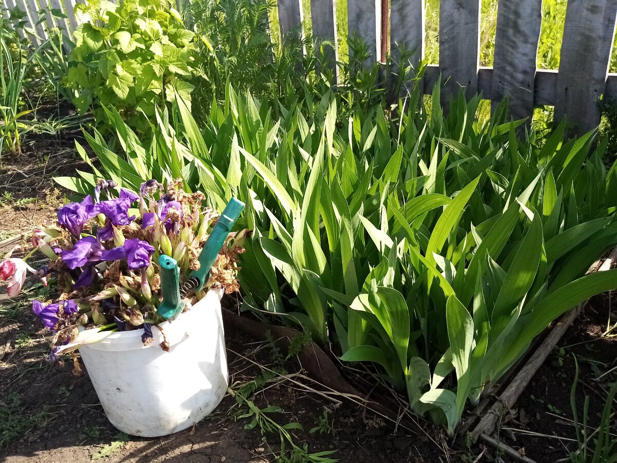 Целое ведро "урожая" 😀