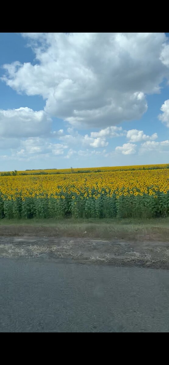 Море подсолнухов.