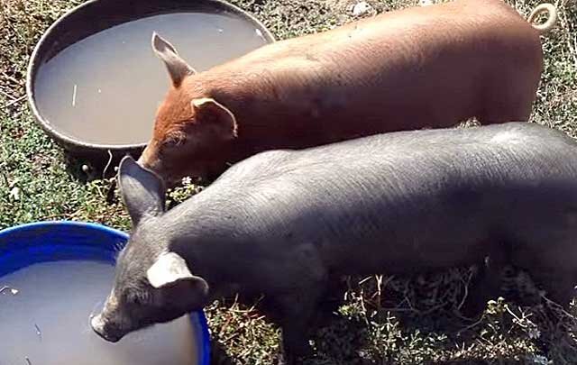 Приготовление комбикорма для свиней