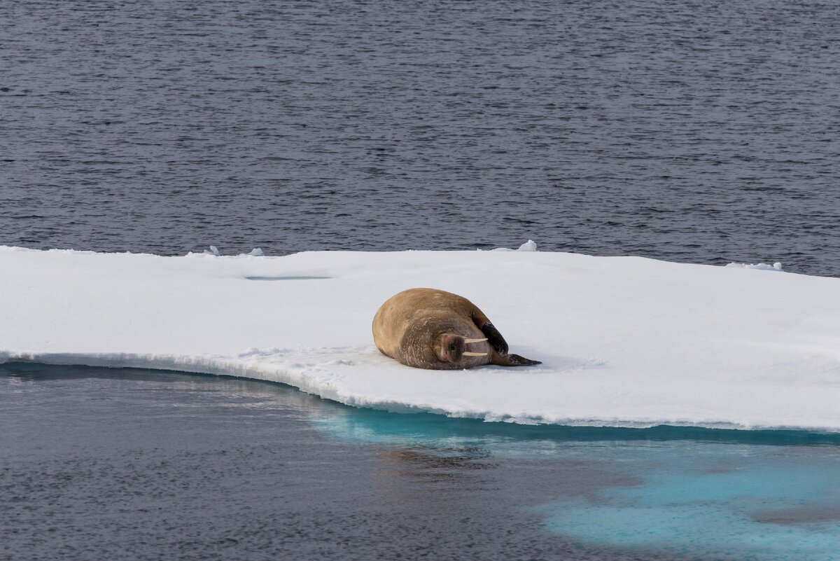 толстый арктический морж. северный морж на льду. морж на льду. морж на льду. морж берингия.