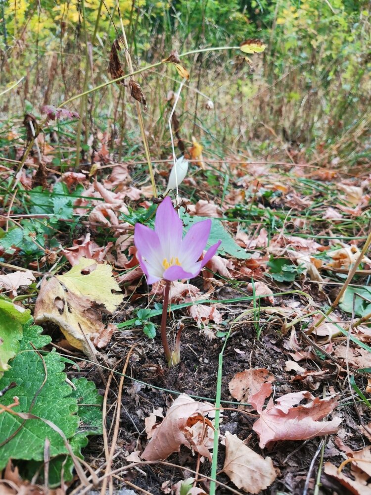 Крокусы цветут