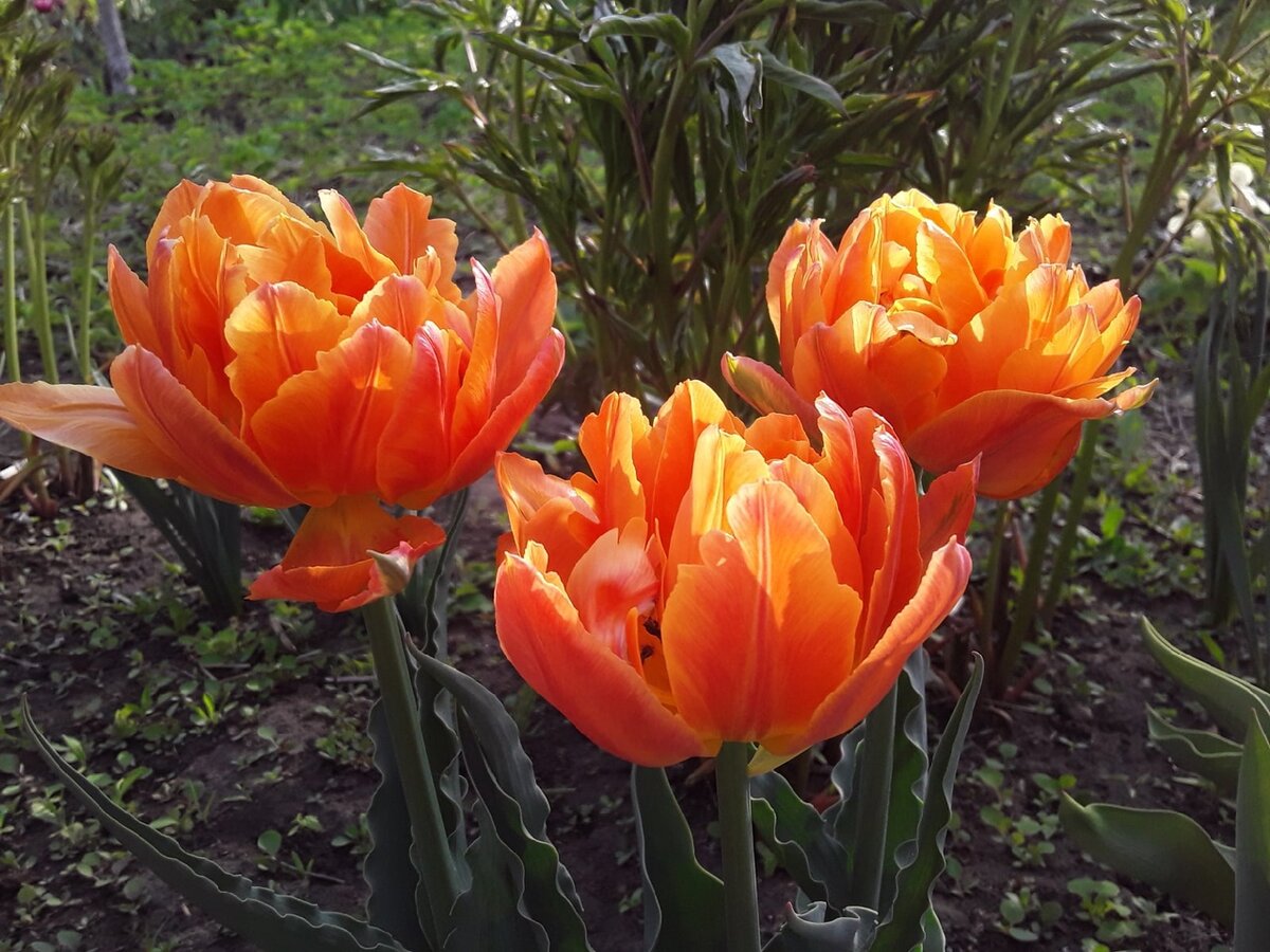 Тюльпан махровый, сорт Monte Orange