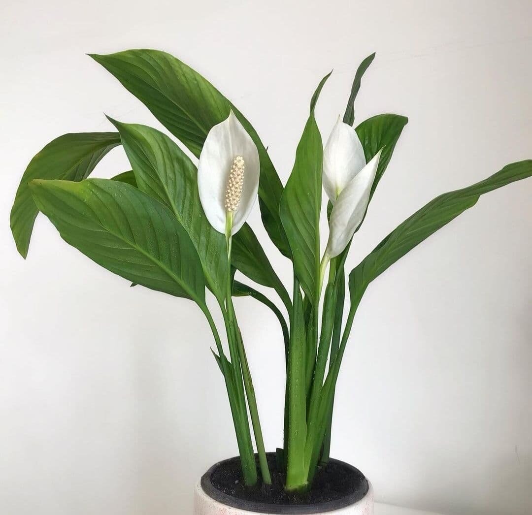 Спатифиллум