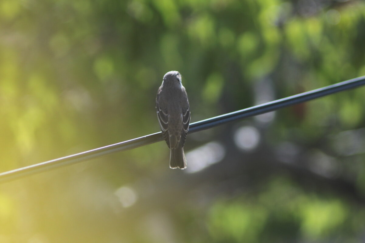 Дмитрий Емец и Михаил Емец