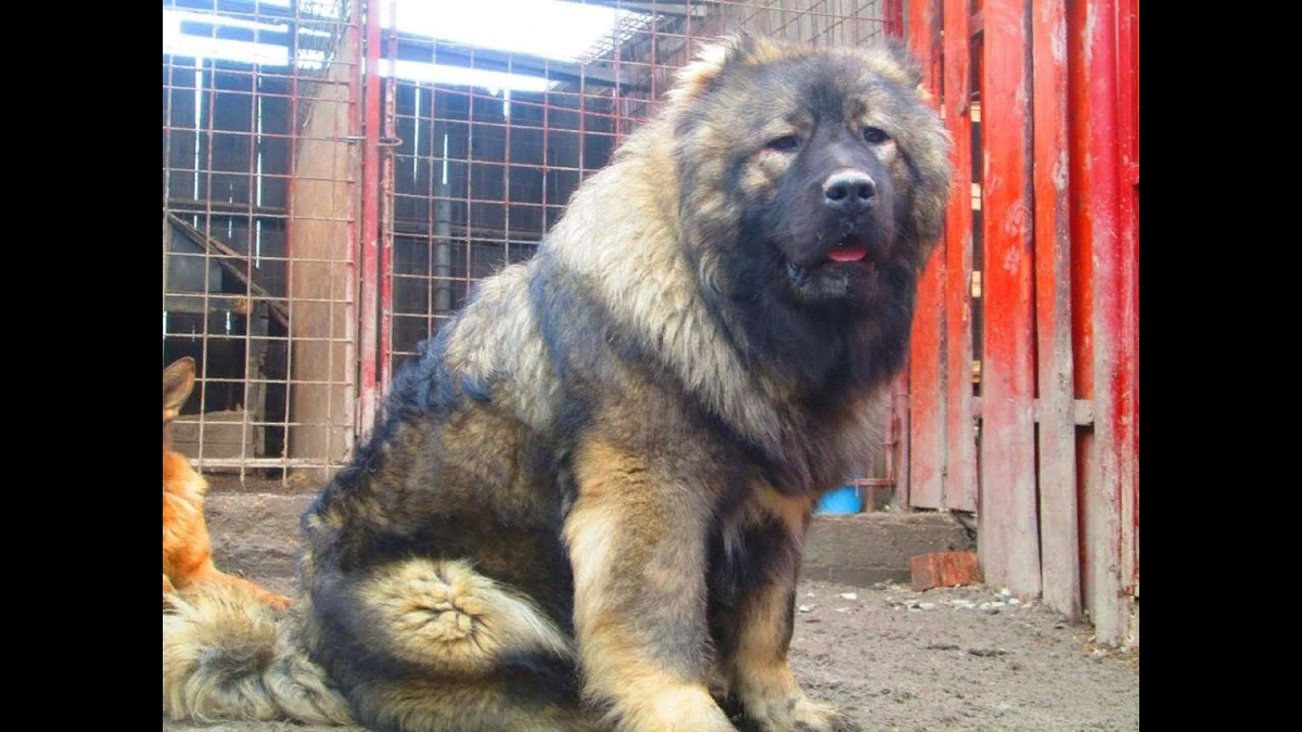 Кавказская овчарка