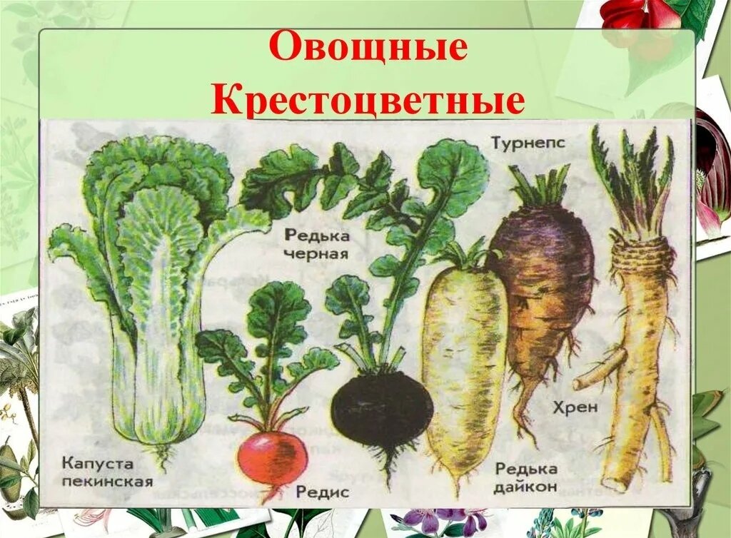 Какие продукты нельзя кушать, если есть проблемы с щитовидной железой Татьяна Аю