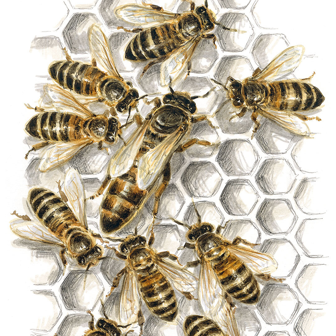 Иллюстрации из книги «Пчелы. Что человек и пчела значат друг для друга» 