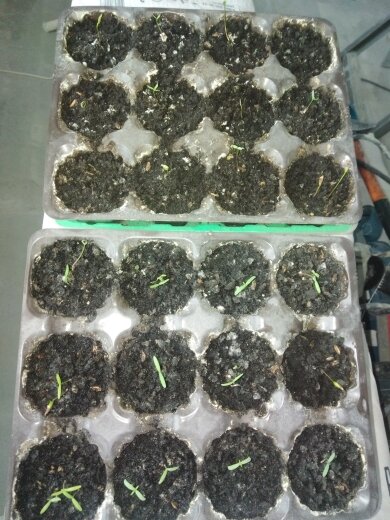 сравнение: под лампой нижний контейнер, без лампы - верхний