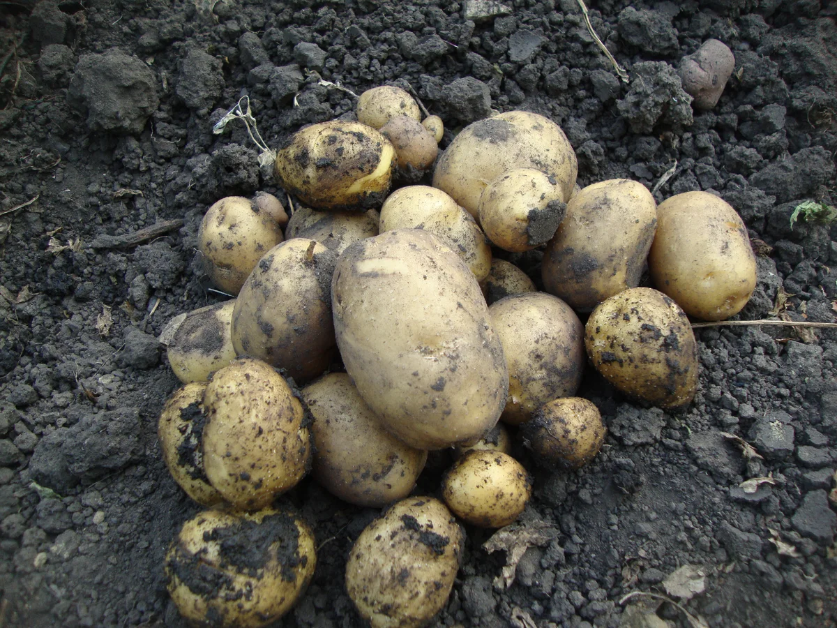 Прошлогодний урожай из сетевого магазина посажена