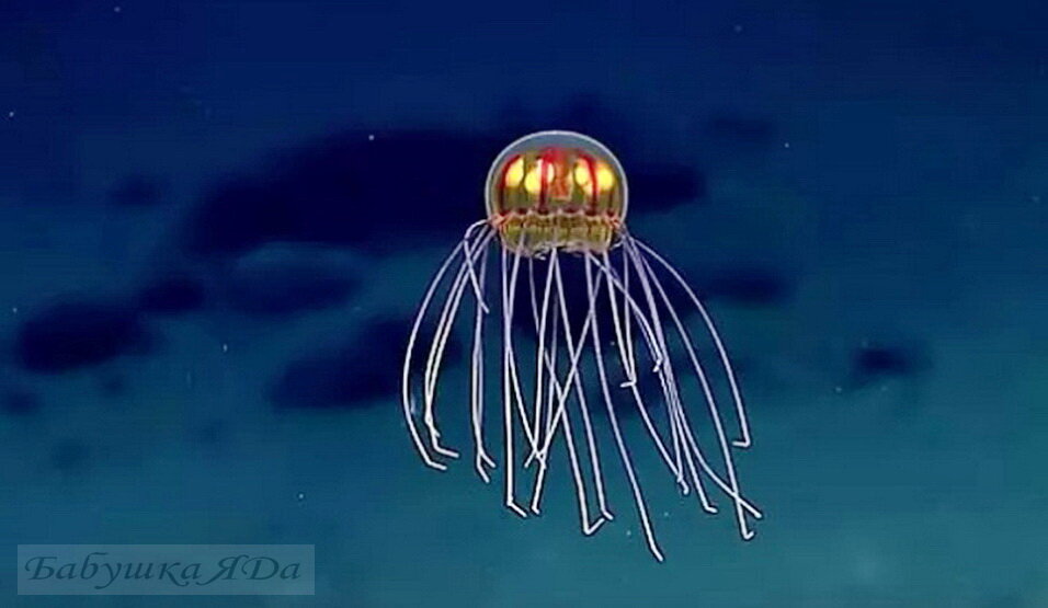 Светящаяся шарообразная медуза Марианской впадины