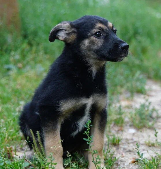Решив завести собаку, многие берут маленького щенка. Но не все понимают, что в доме появляется маленький ребенок, только собачий. Каким будет его характер, когда щенок вырастет, еще не ясно. Это Алдан, ему 3 мес. Сейчас это смелый, любознательный и очень неглупый малыш.