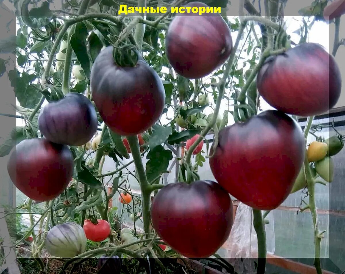 Помидоры сержант пеппер. Томат сержант Пеппер. Сорт помидор Аметистовая драгоценность. Томат куст среднерослый.web.
