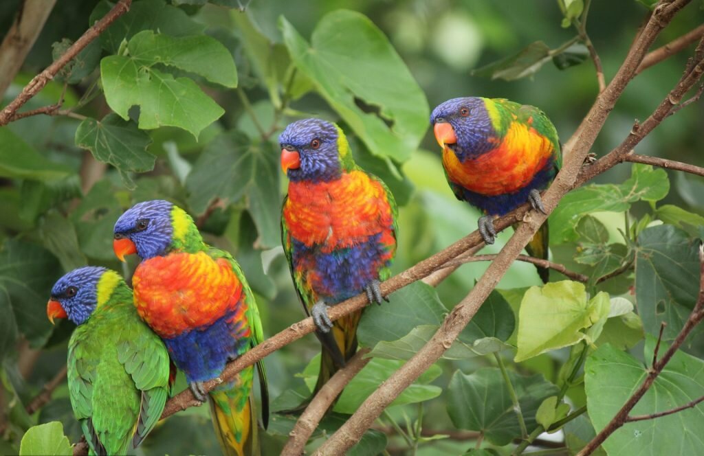 Топ самых красивых попугаев в мире