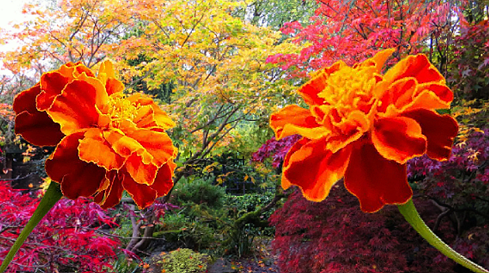 Монтаж из отдельных картинок, взятых в интернете