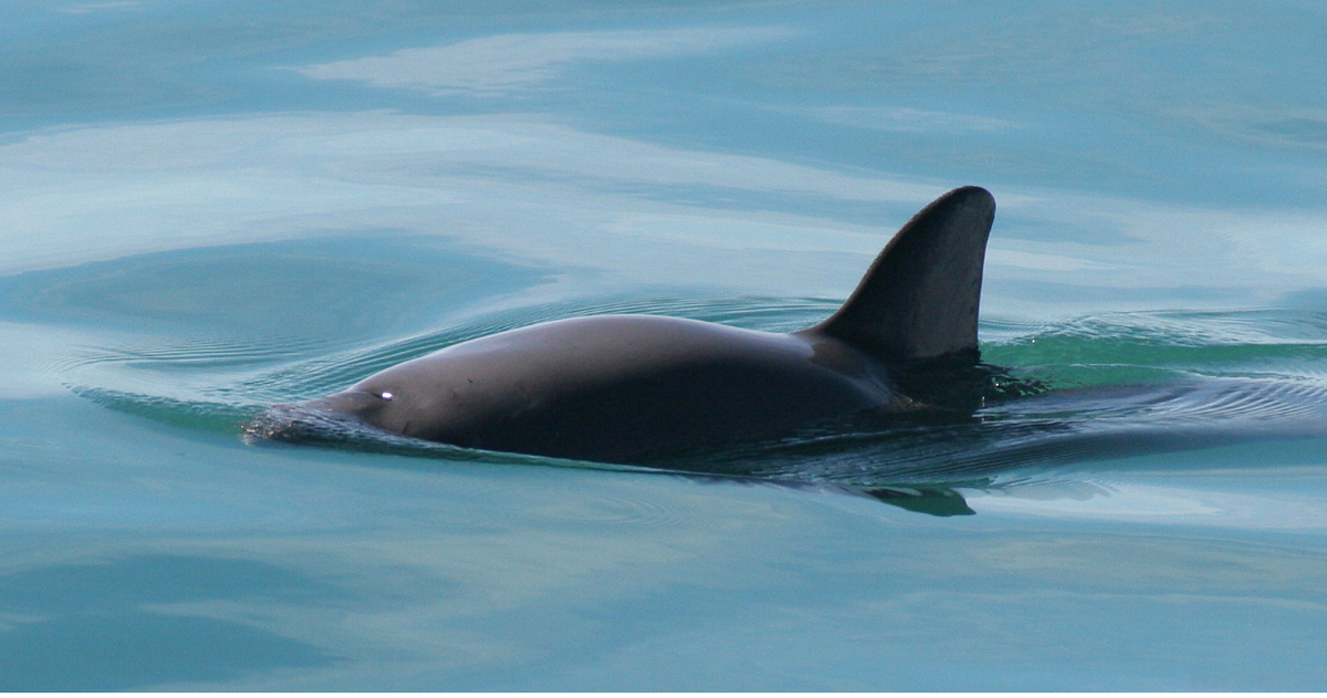 Калифорнийская морская свинья: wikipedia.org/wiki