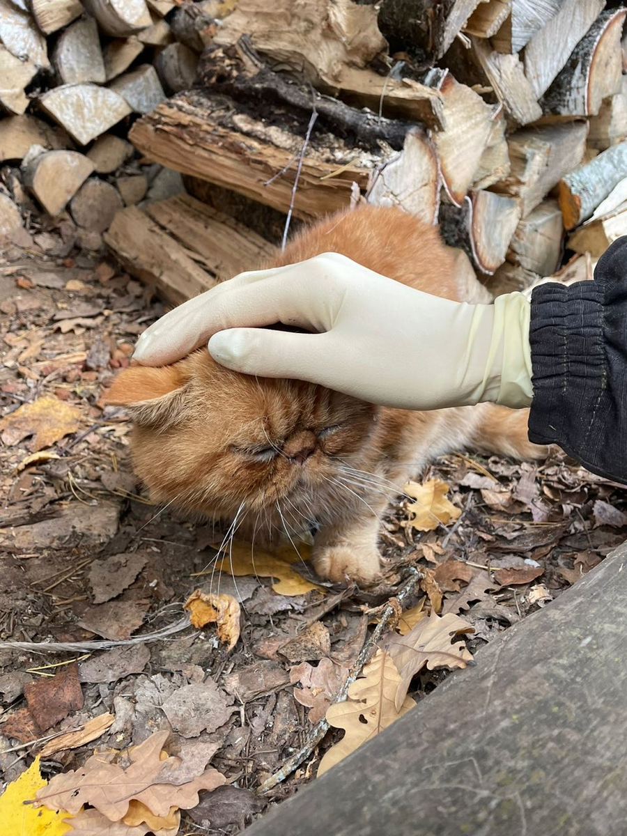 Дрожал как листочек