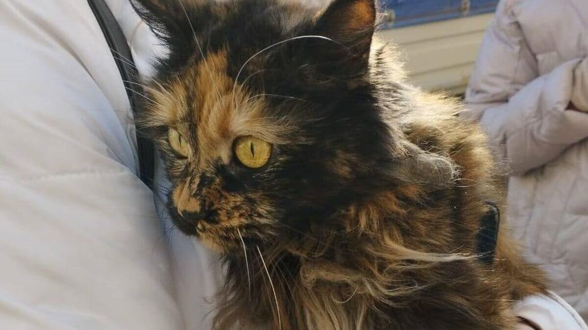    Кошка, найденная в квартире пострадавшего дома в Ейске© Фото : Роман Бублик