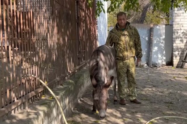   Животные из Херсона нашли приют в Крыму. Фото: кадр видео/ Сафари-парк «Тайган» / видео Т. Алексагиной