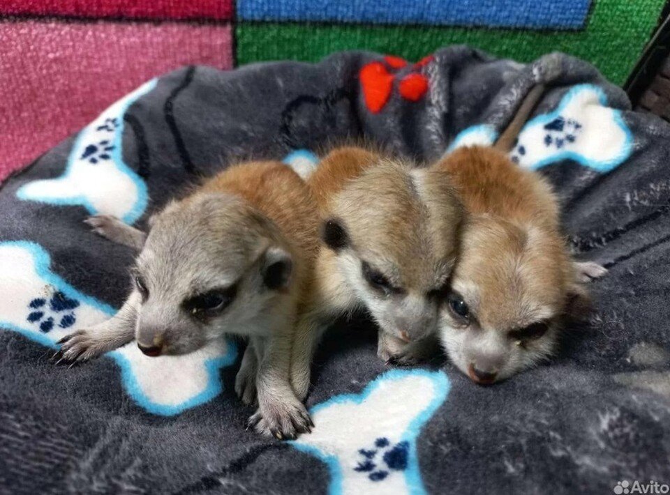     Практически всех животных томичи продают детенышами. Фото: "Авито"