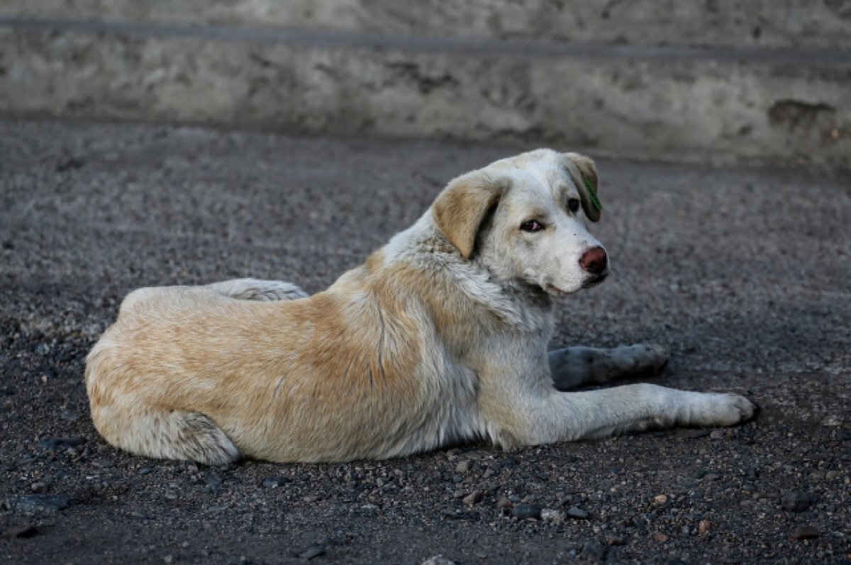    У волонтёров накопился долг в 200 тысяч рублей перед красноярской администрацией.
