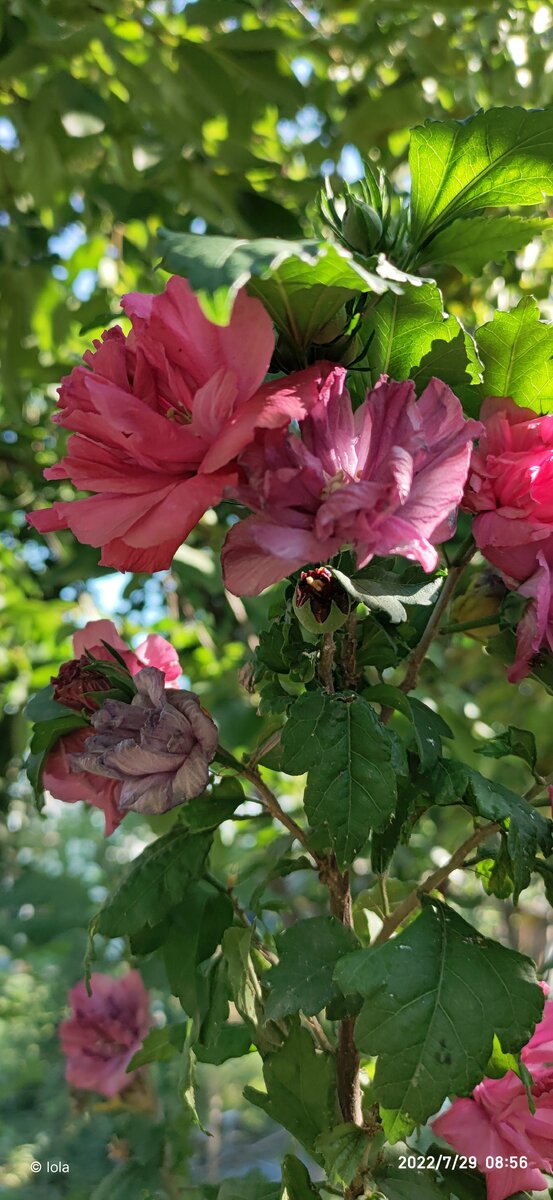 На смену отцетшим приходят новые бутоны