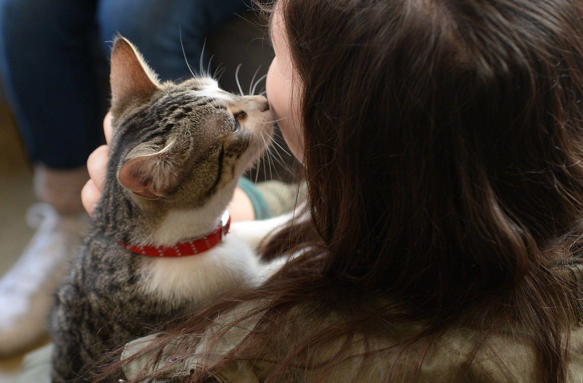 😻Доказательства того, что кошка понимает и любит своего владельца | Нос,  хвост, лапы | Дзен