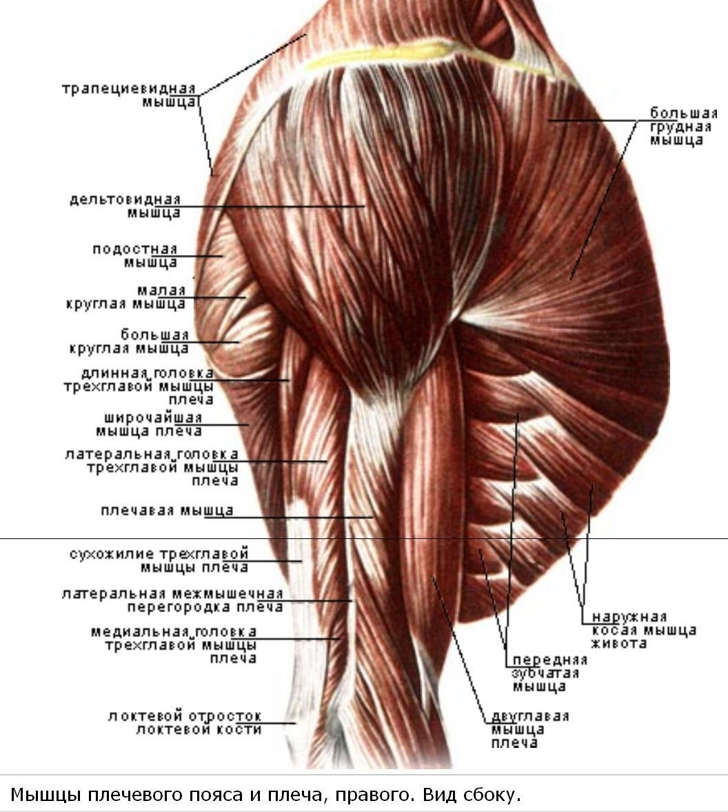 Плечо анатомия