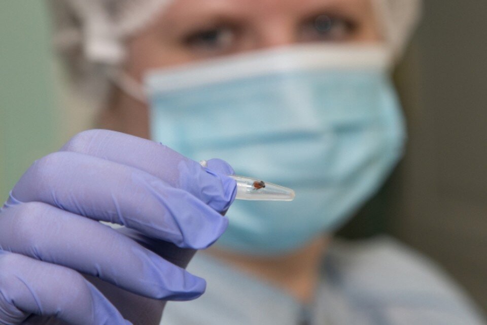    Среди покусанных - жители Иркутска, Усолья-Сибирского, Ангарского городского округа и т.д. Николай ОБЕРЕМЧЕНКО