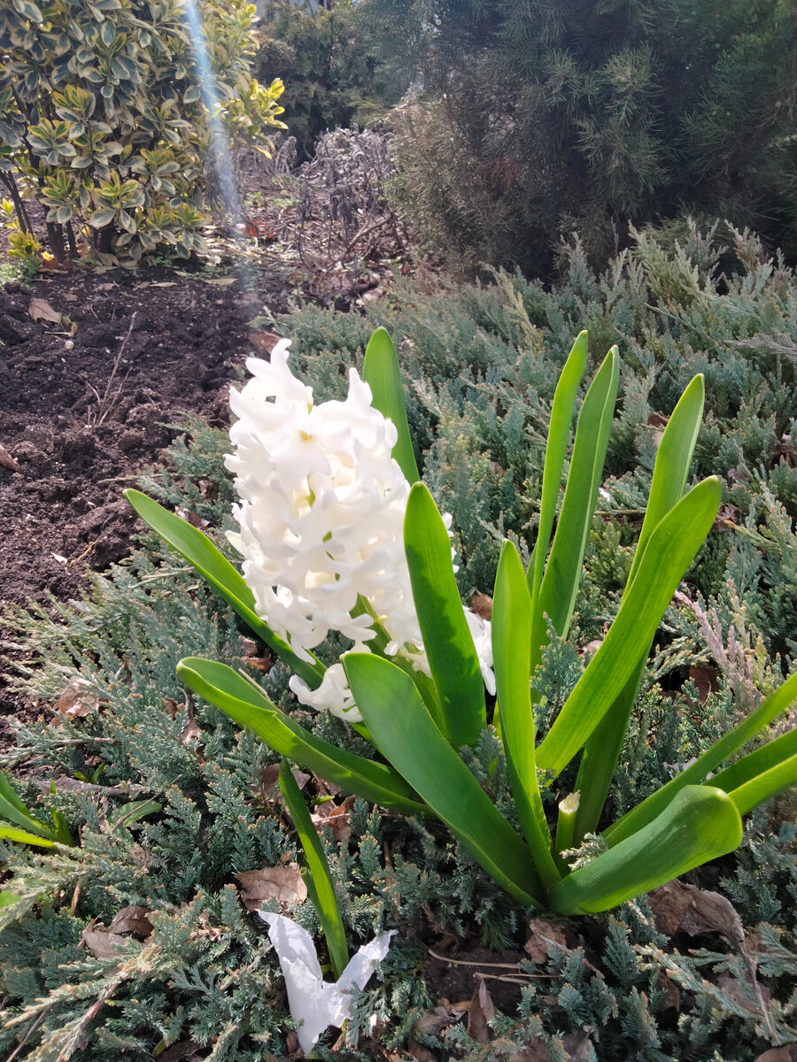 Как искусственные. Не равнодушна к белым цветам.