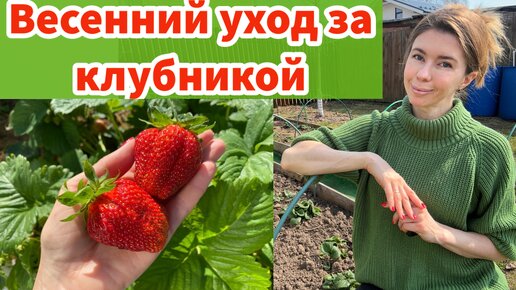 ВЕСЕННИЙ УХОД ЗА КЛУБНИКОЙ ДЛЯ ХОРОШЕГО УРОЖАЯ. Мои правила ухода за клубникой весной