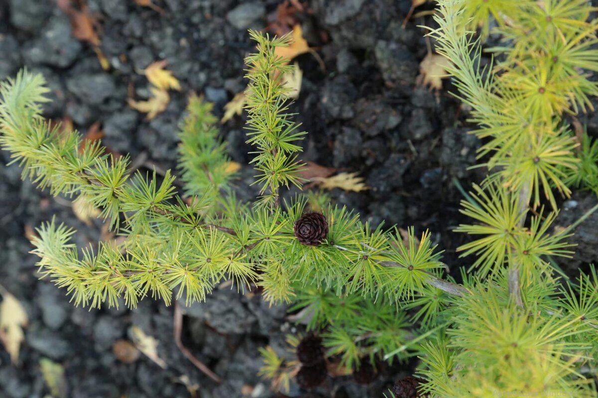 Лиственница кемпфера фото и описание. Лиственница little Bogle. Larix decidua little Bogle. Лиственница европейская Литтл Богл. Лиственница европейская пули.