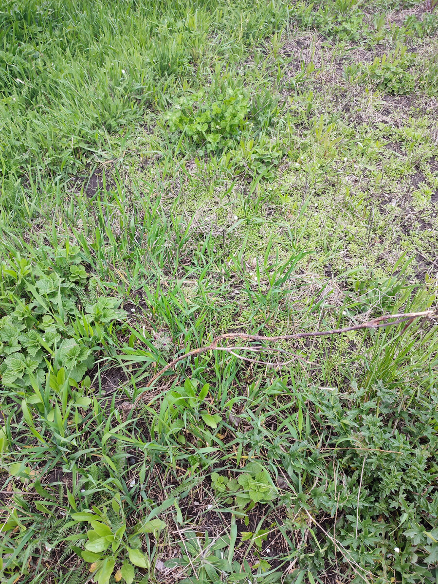 Сухая веточка абрикоса