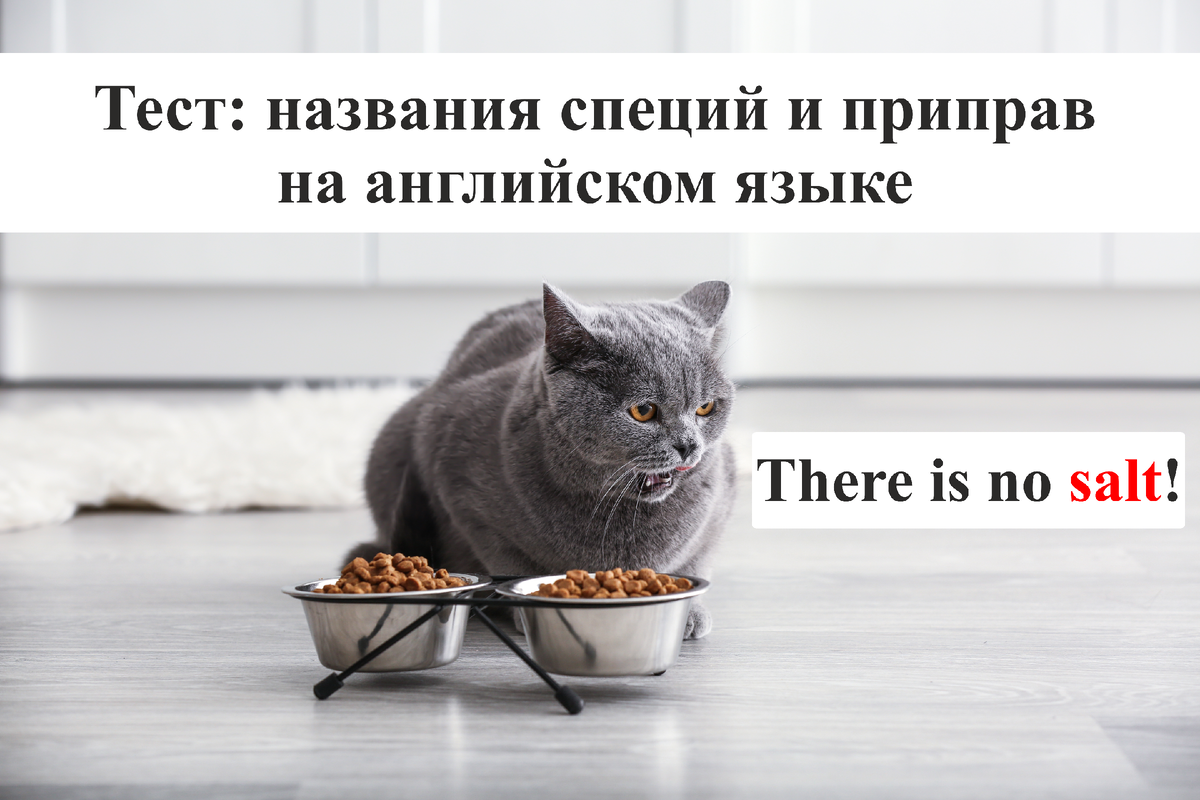 Did you remember feed the cat today. How are you cat scale. Did you remember feed the cat today. Игры 2keys. Пушин кот на русском.
