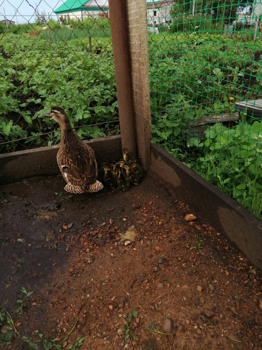 Подсадная с выводком(фото из личного архива) 