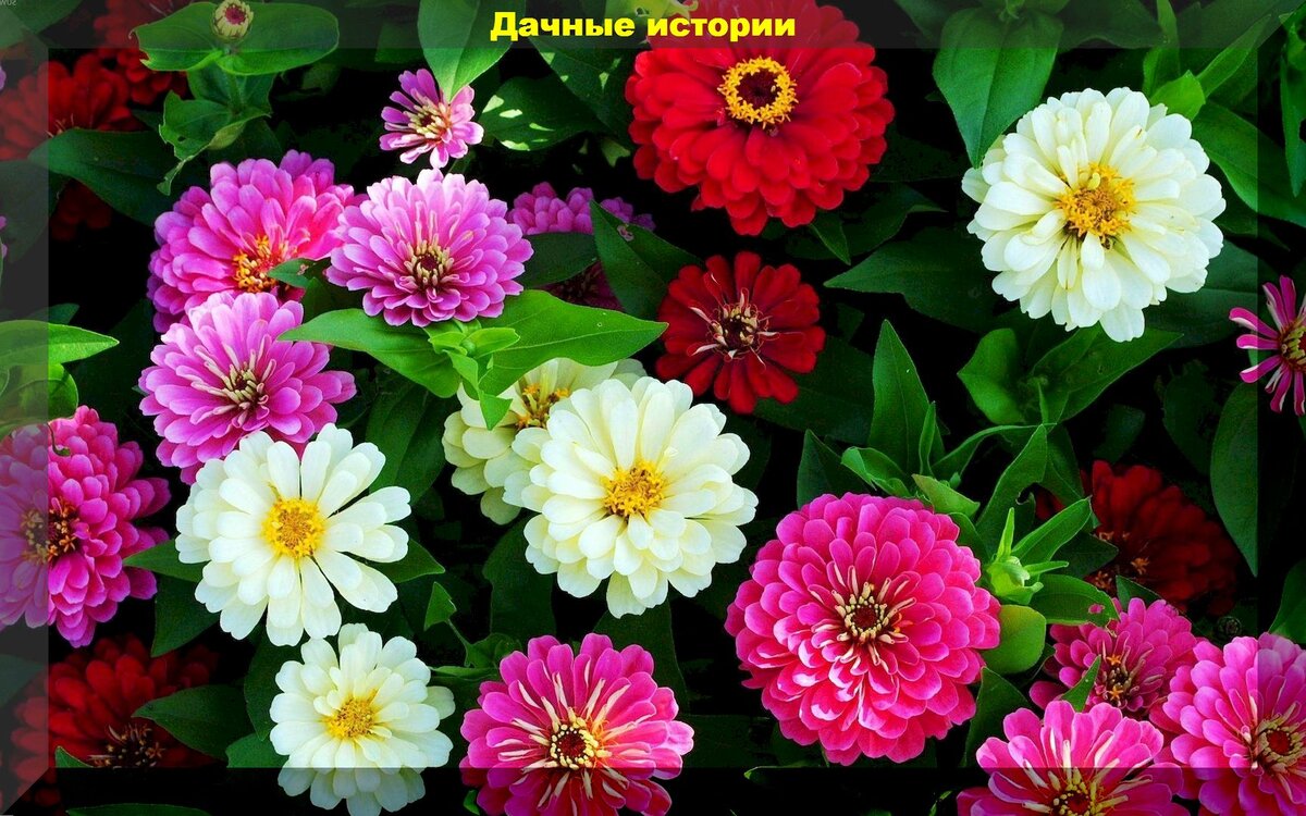 Как выглядит цветок цинния