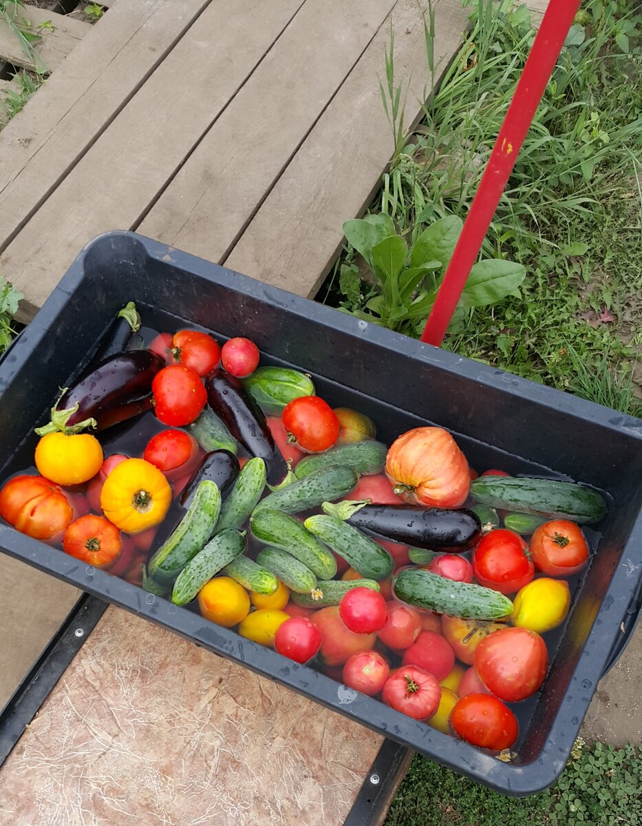 Фото автора. Урожай 2022 из нашей теплицы.