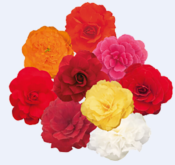 Эту смесь выбрала для выращивания автор канала. У этой смеси Нонстоп Мокка темные листья, не зеленые.