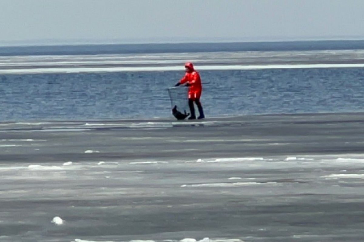    «Пасхального тюленя» на льдине спасли в Петербурге
