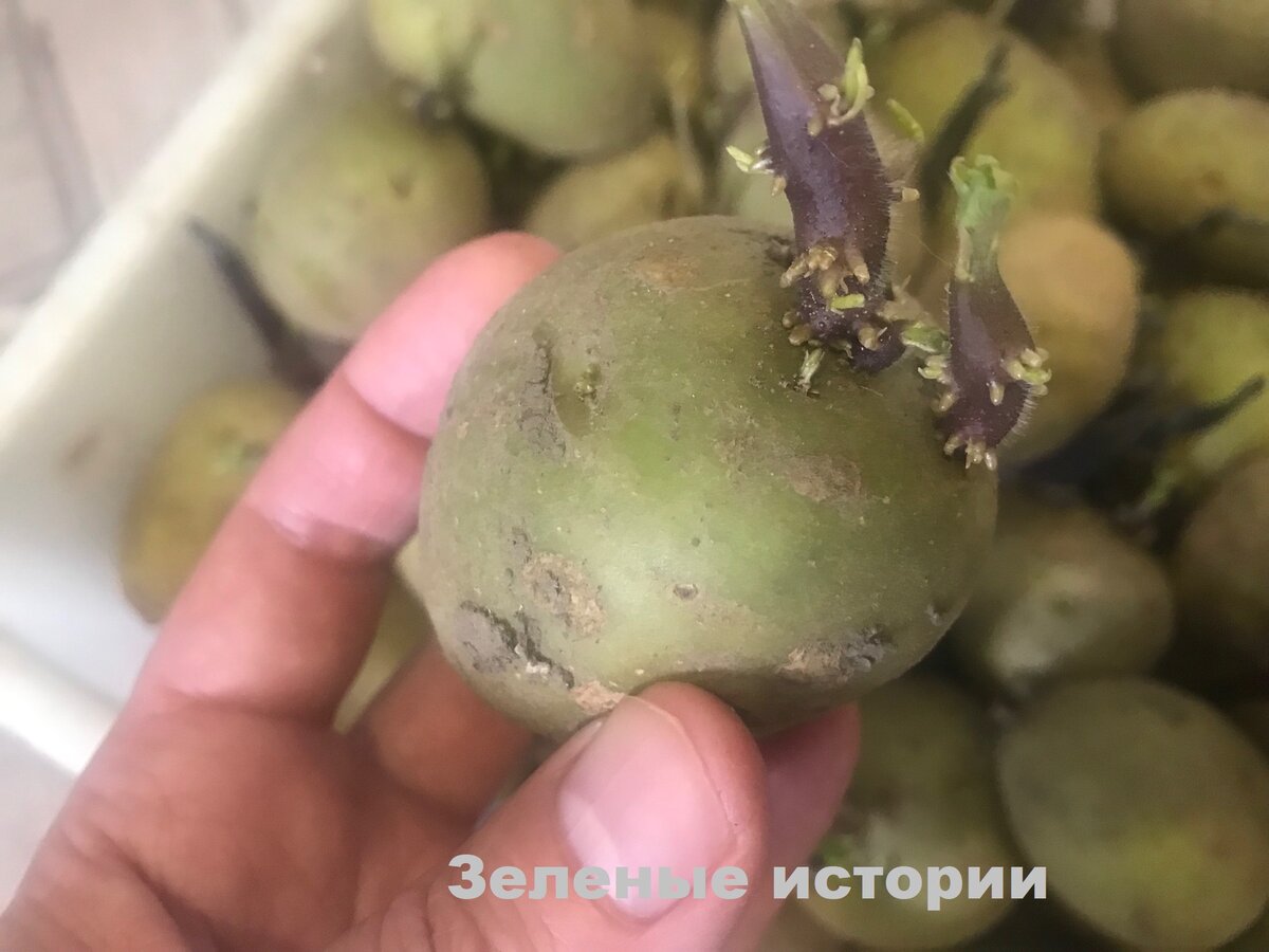33 урожая. Позеленевший клубень с наростами 2 шт. Прошлогодняя картошка в холодильнике. Прошлогодняя картошка в холодильнике Мем.