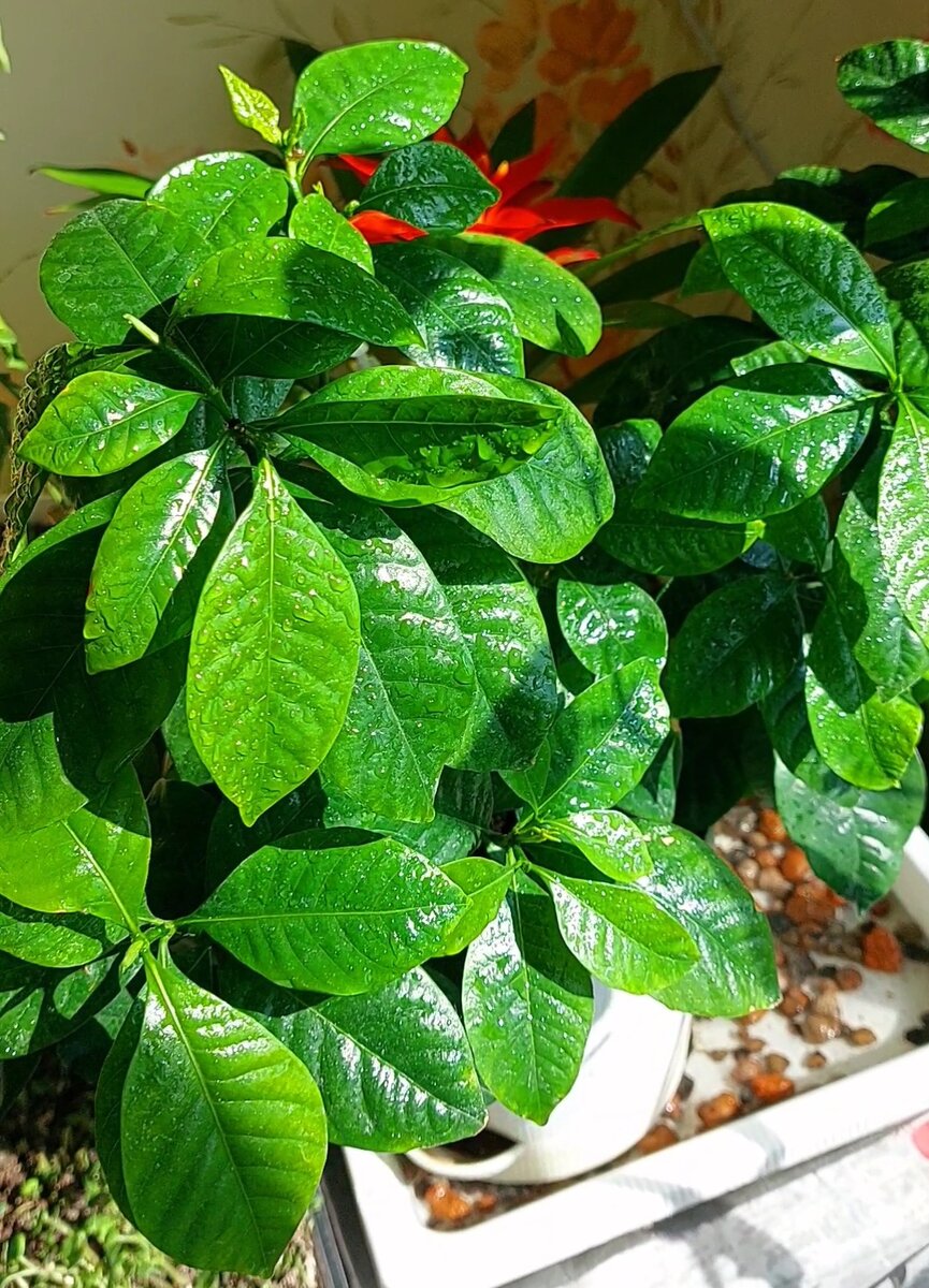 Гардения в лучах солнца