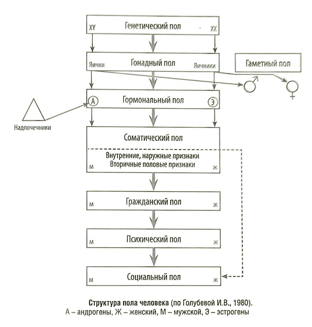 Не буду отрицать, что на формирование гражданского, психического и социального пола оказывает влияние окружающая среда. Но оцените, какое мощное влияние оказывает вся предыдущая история: генетика и гормоны (биохимия).
